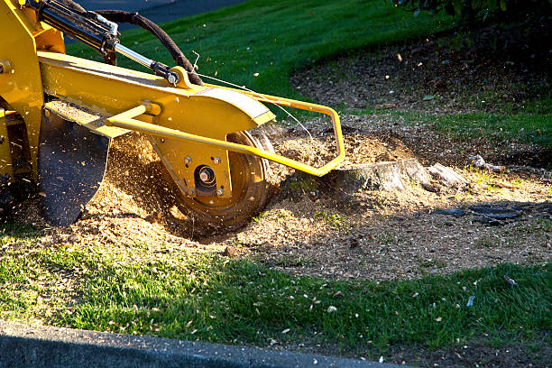  East Alton, IL Tree Removal Pros